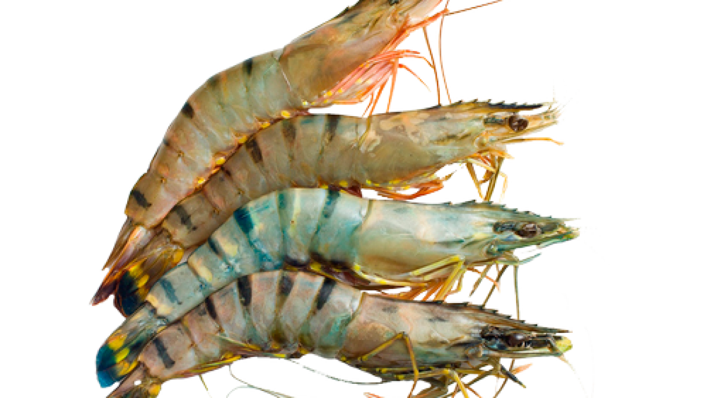 prawn (Copy)