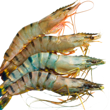 prawn (Copy)