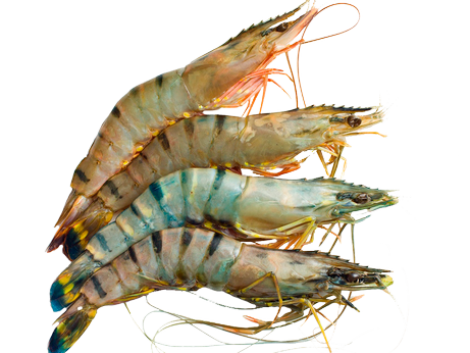 prawn (Copy)