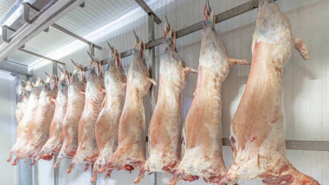 A lot of frozen lamb carcasses hanging in the hook in a butcherry. Halal cut.