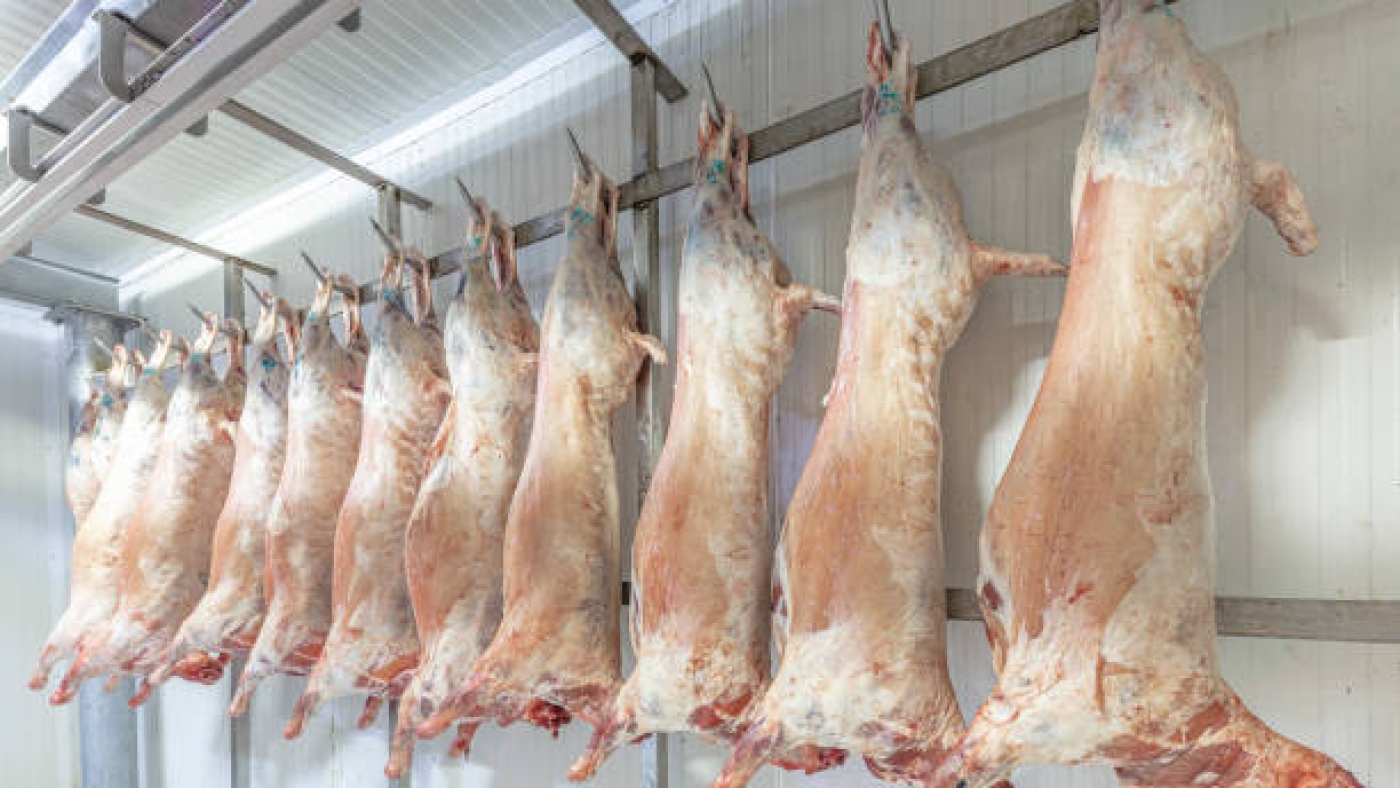 A lot of frozen lamb carcasses hanging in the hook in a butcherry. Halal cut.