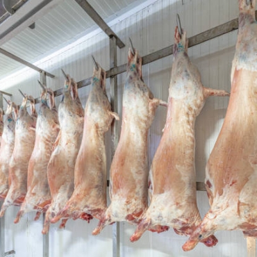 A lot of frozen lamb carcasses hanging in the hook in a butcherry. Halal cut.