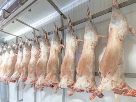 A lot of frozen lamb carcasses hanging in the hook in a butcherry. Halal cut.